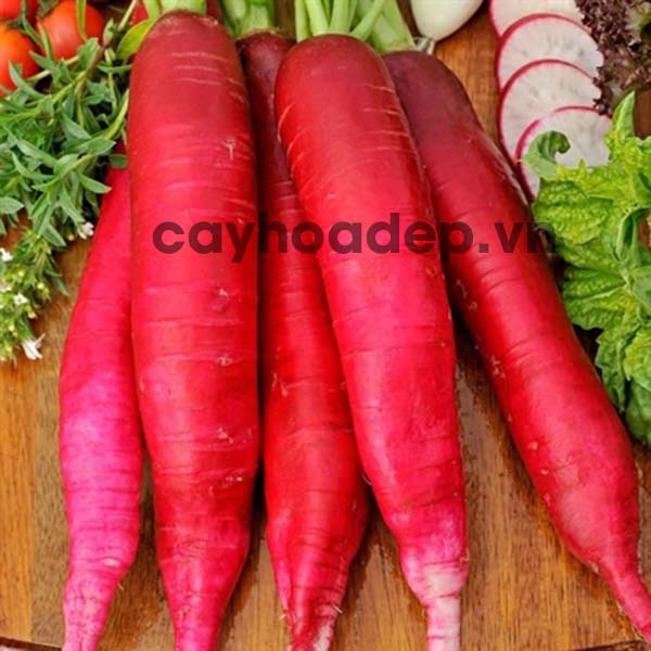 Giống củ cải đỏ Rado cho thu hoạch năng suất cao